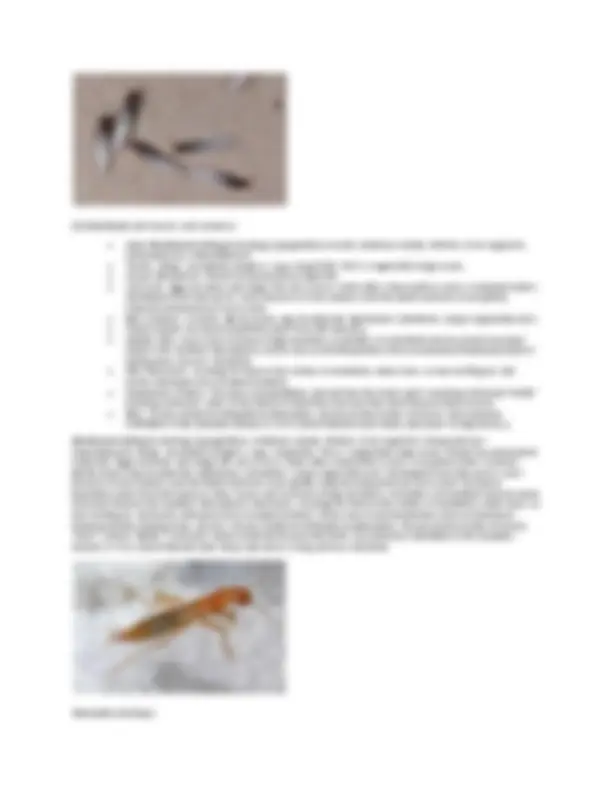 pfd
