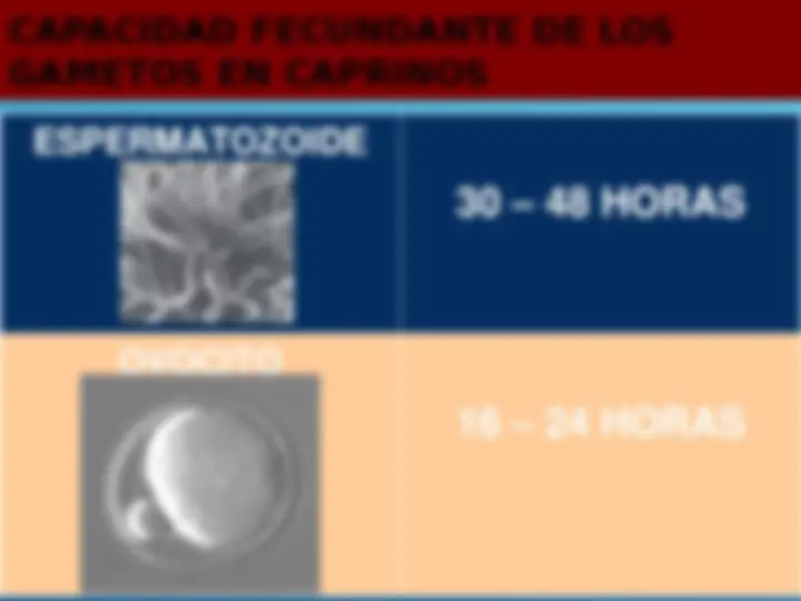 pf1b