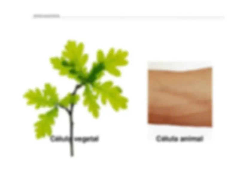 pf13