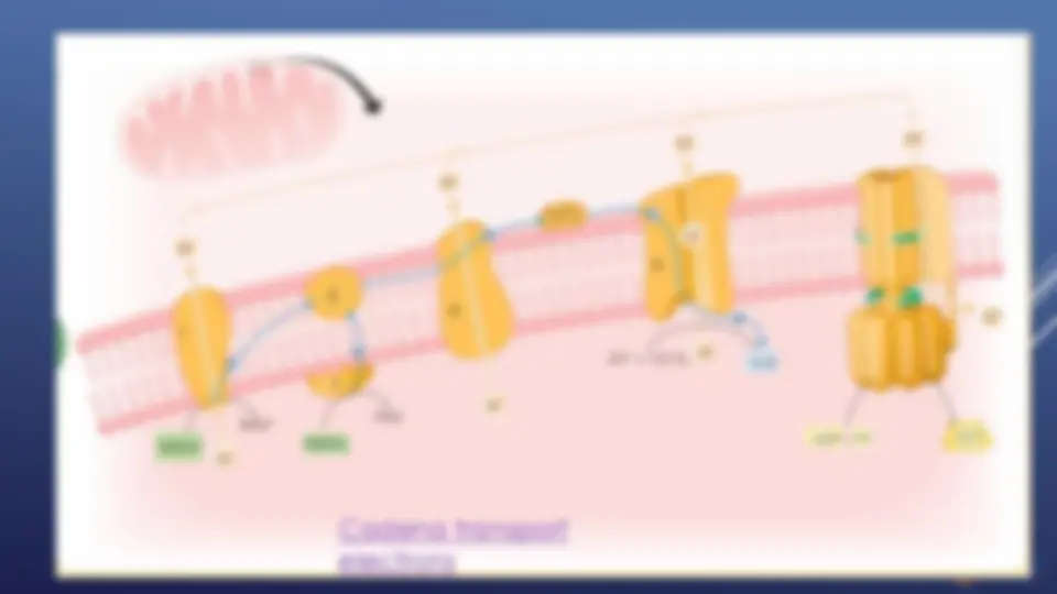 pf1f