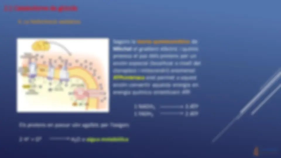 pf1e