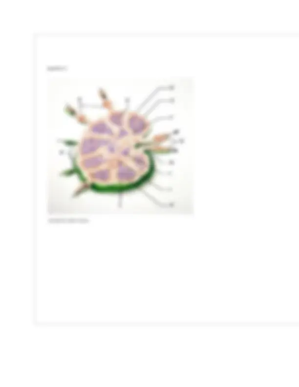 BIOL 252 Human Anatomy & Physiology II w/Lab – Module 4 Exam Review 70 ...