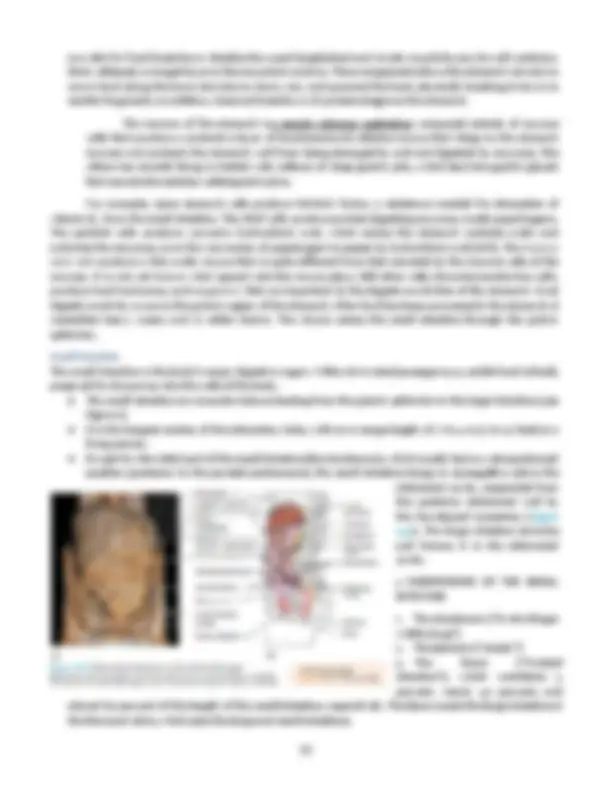 Anatomy and Physiology of the Urinary System: | Lecture notes Biology ...