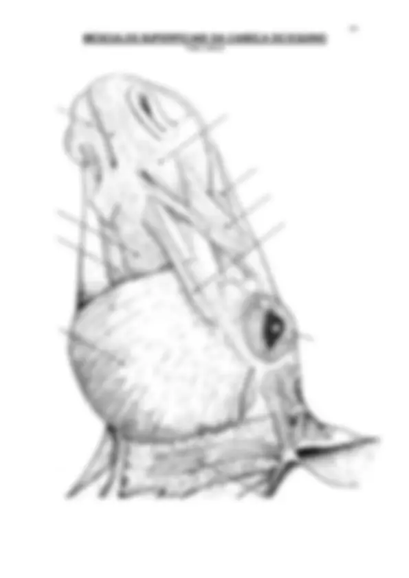 pf38