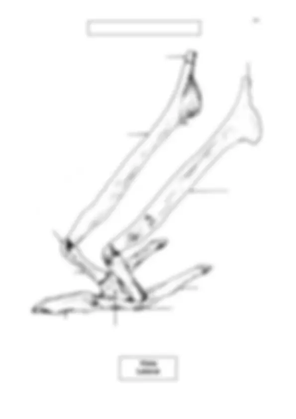 pf1b