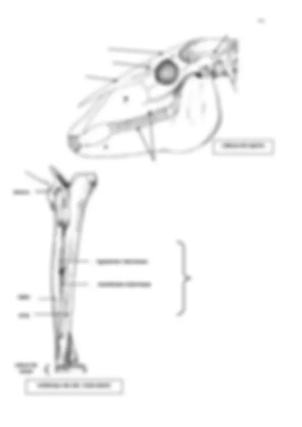 pf29