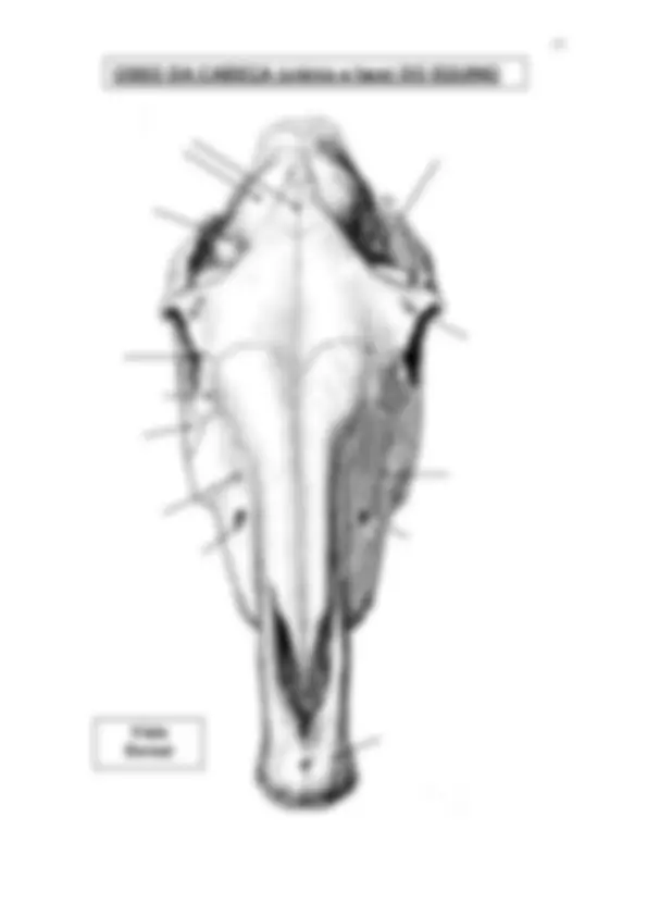pf18