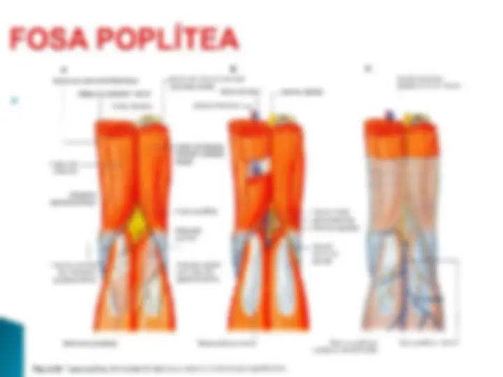 pf19