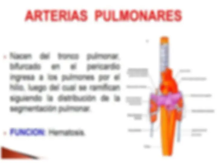 pf23