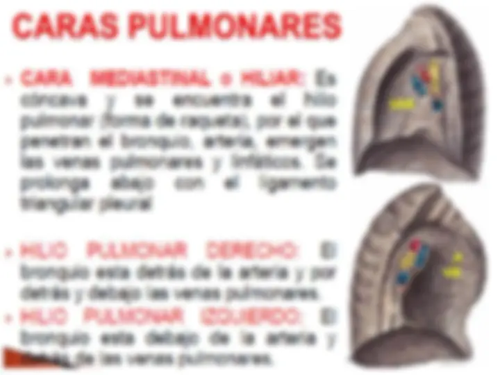 pf14