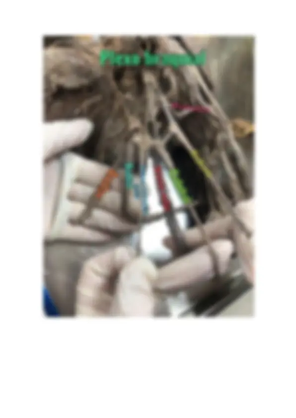 pf26