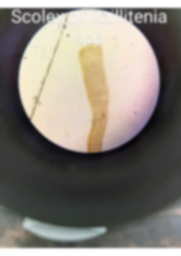pf5