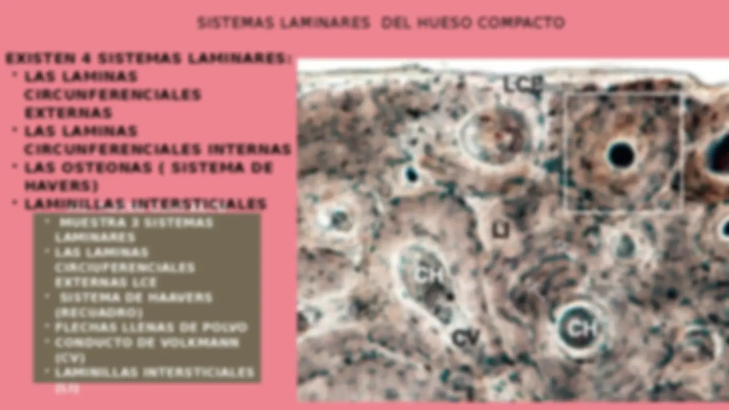 pf13