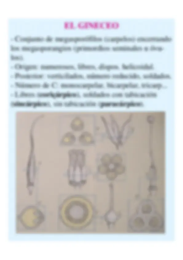 pf13