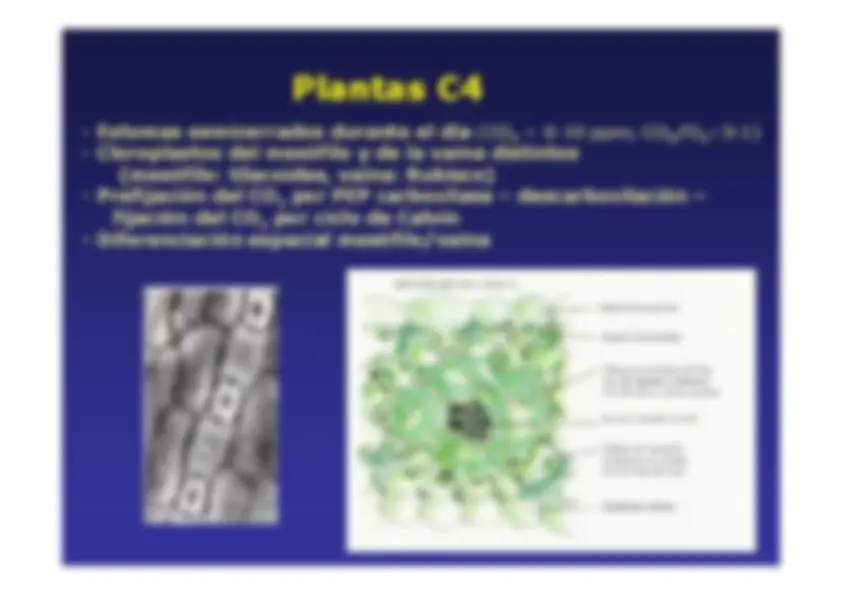 pf42