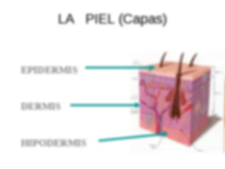 pf4