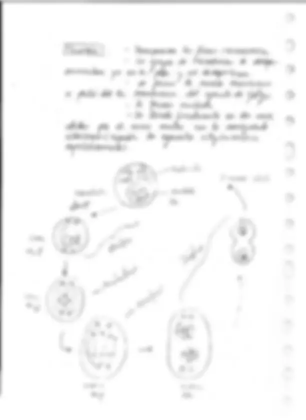pf26