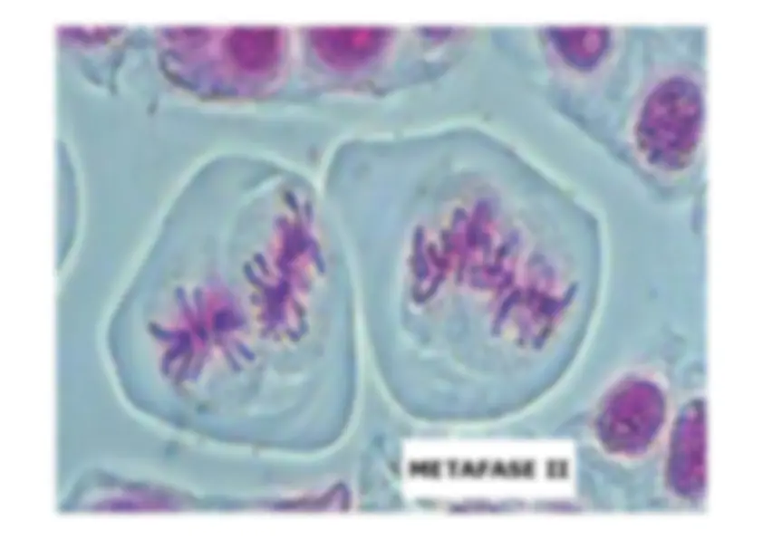 pf52