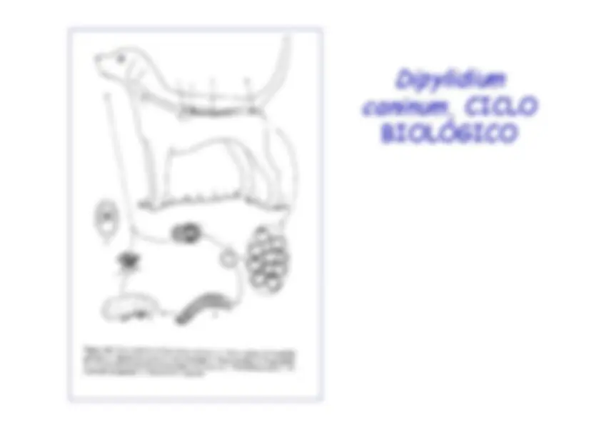 pfe