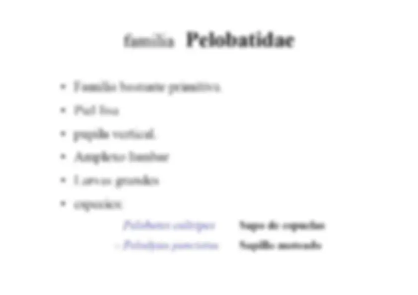 pf1f
