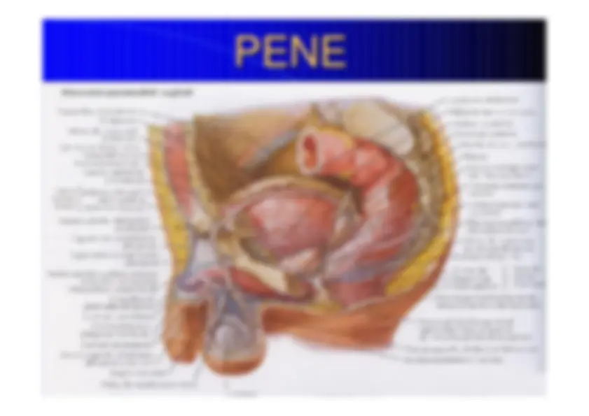 pfe