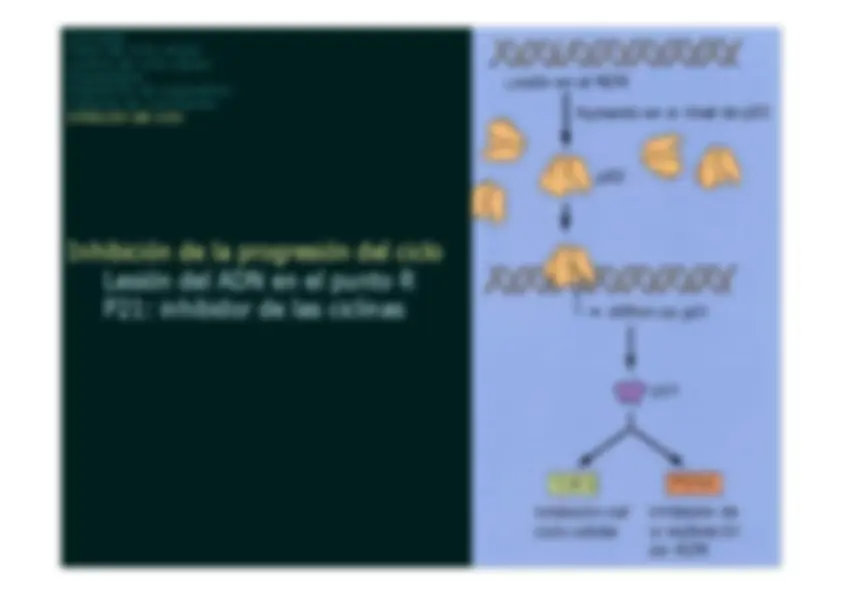 pf13
