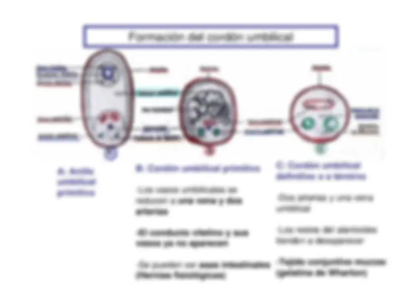 pf21