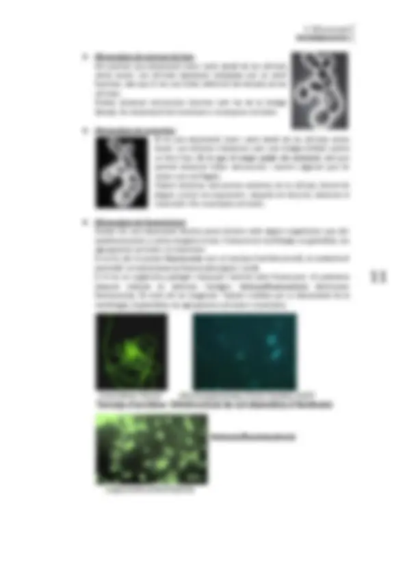 pf5