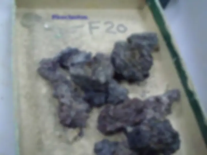 pf19