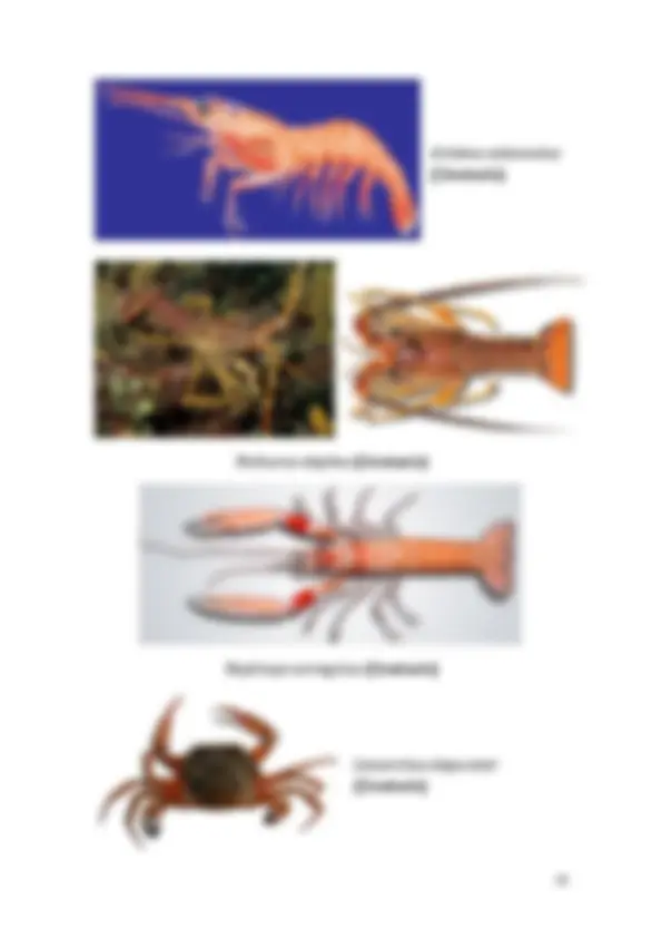 pff