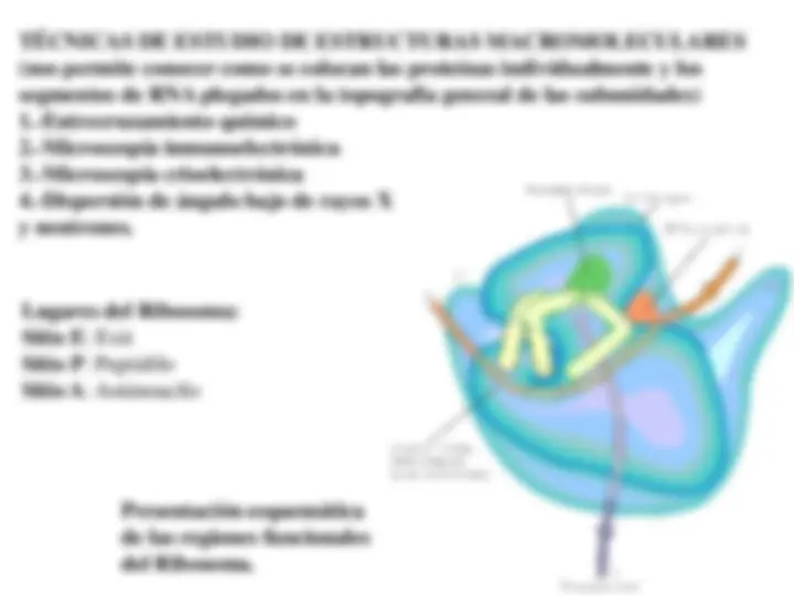 pf1b