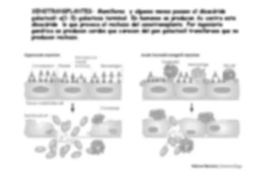 pf26