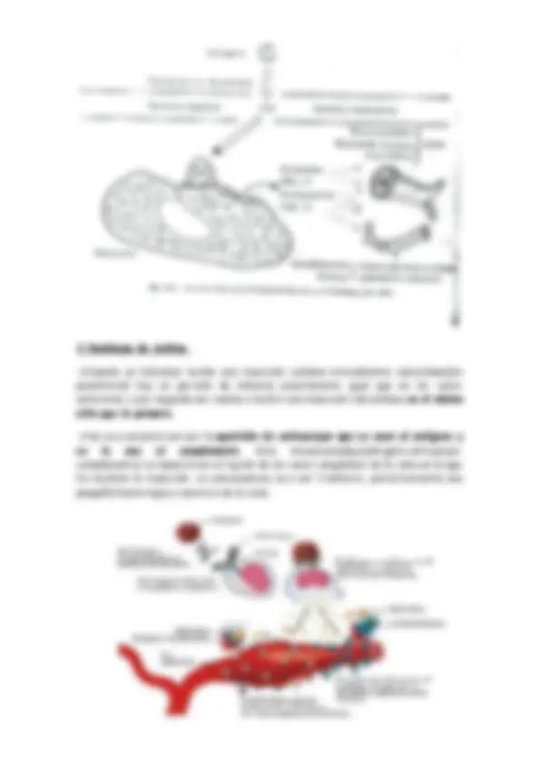 pf33