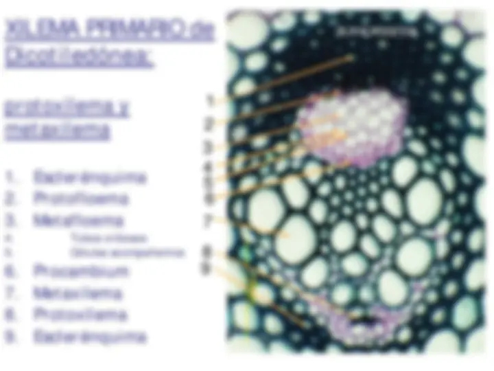 pf34