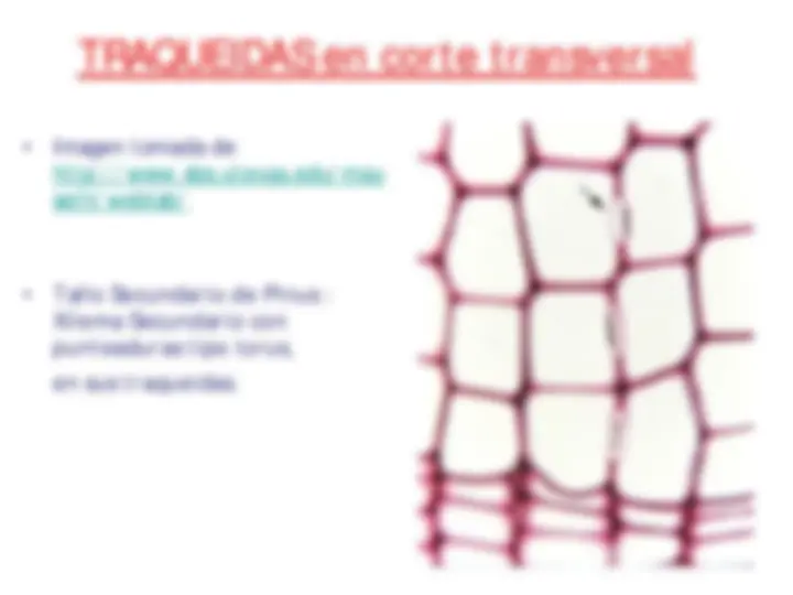 pf13