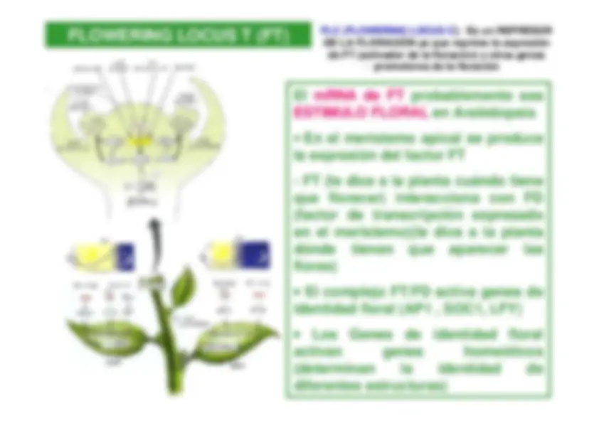 pf1f