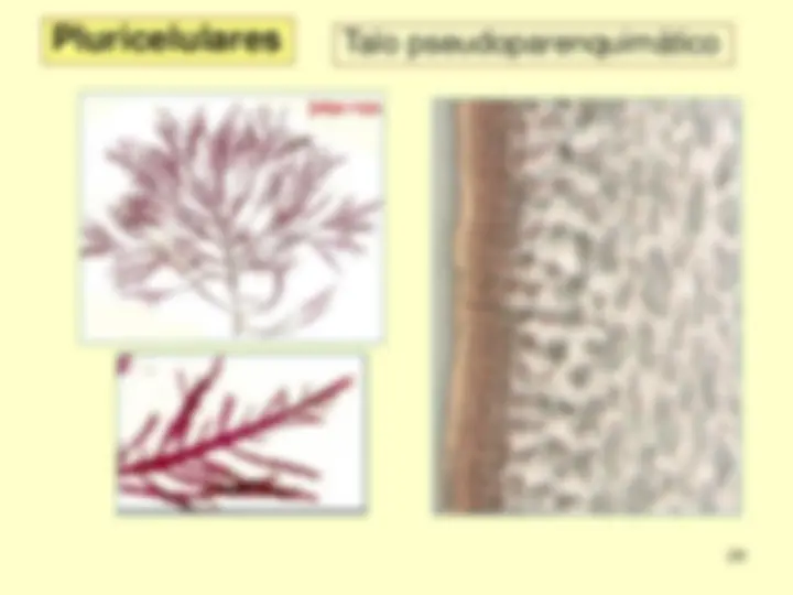 pf18