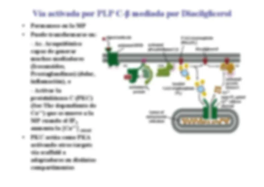 pf27