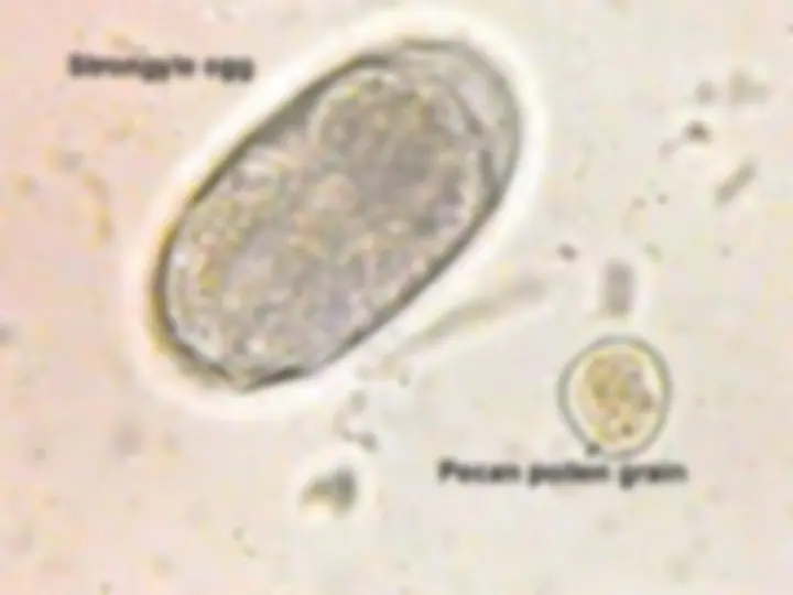 pf2e