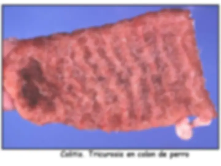 pf38
