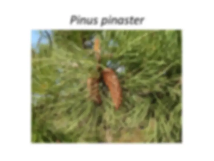 pf2d