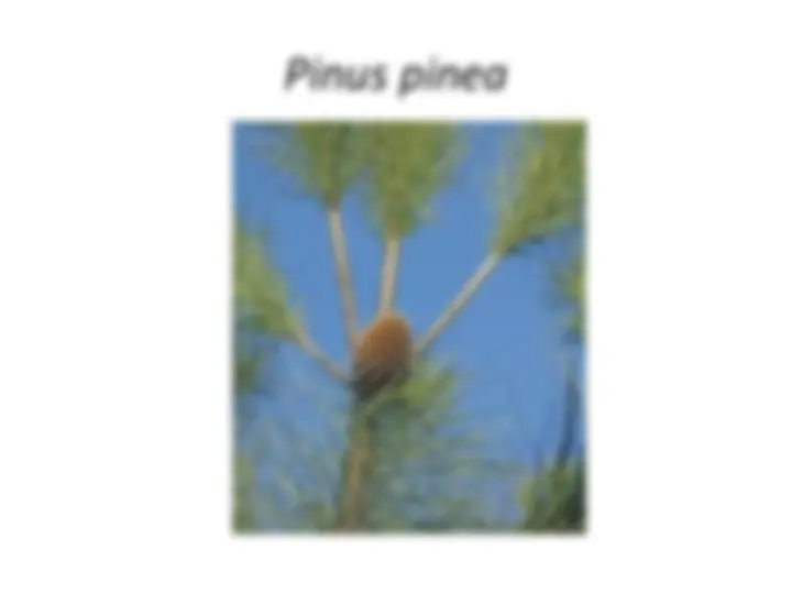 pf2e