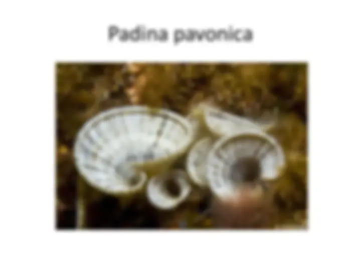 pf14