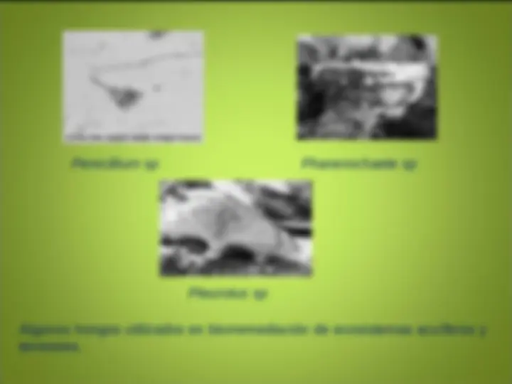 pf19