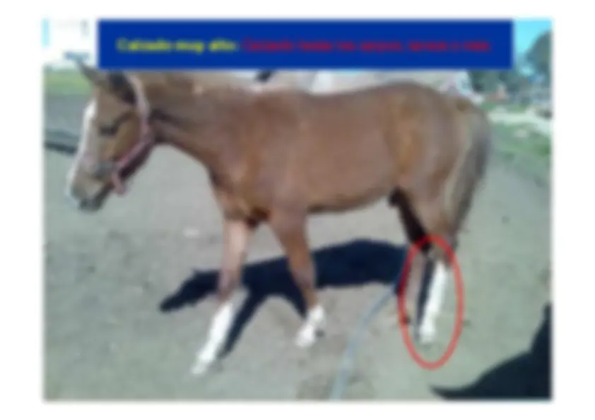 pf51