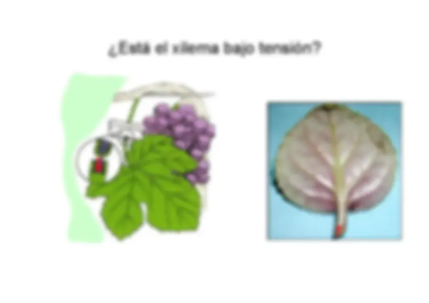 pf26