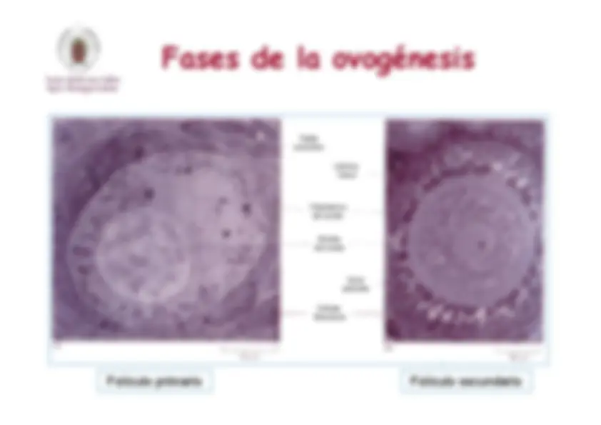 pf23