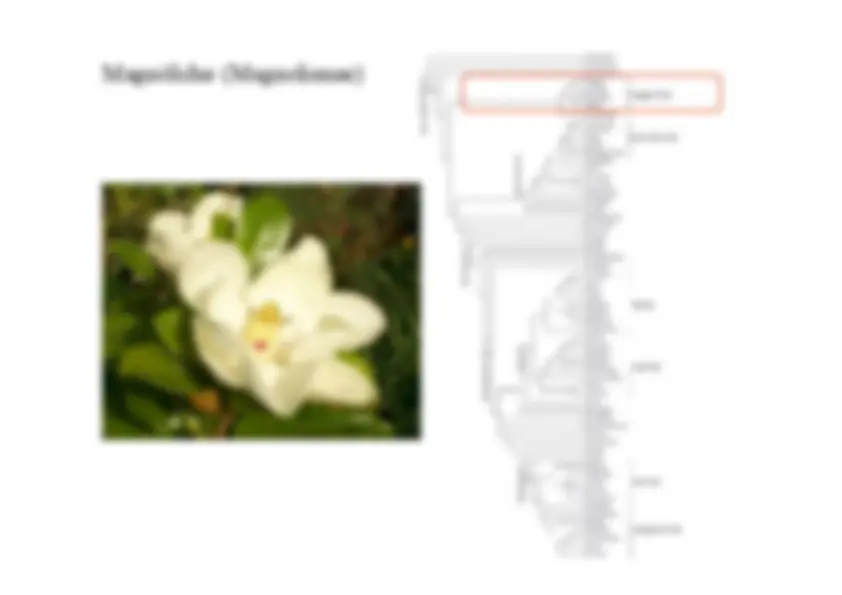 pf58