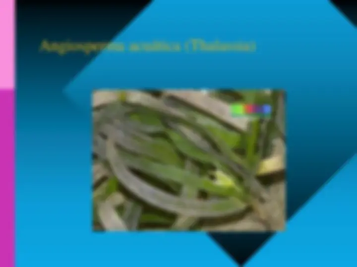 pf15