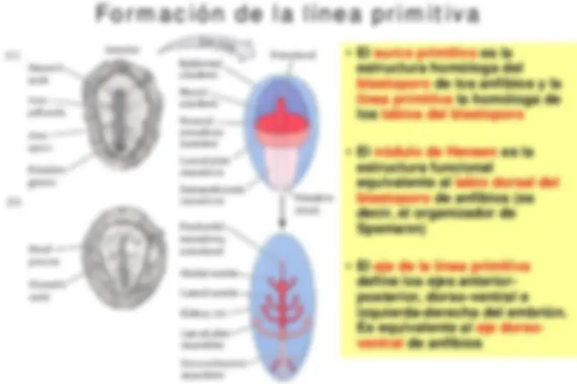 pf21